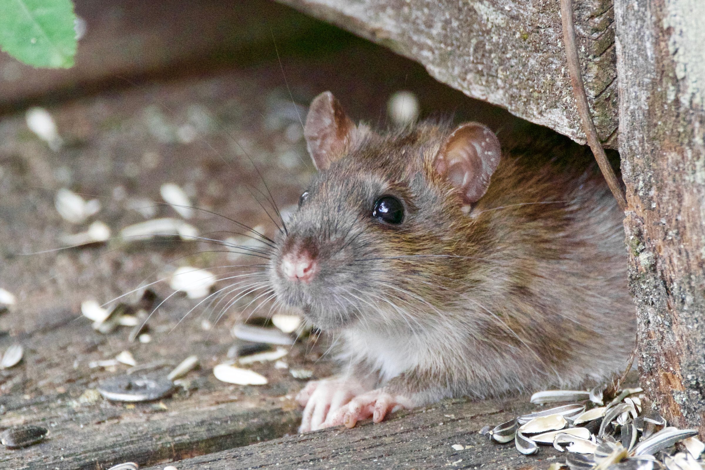 Announcing Packrat :: Posit Open Source