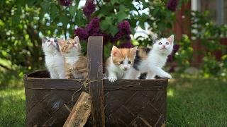 forcats 0.5.0