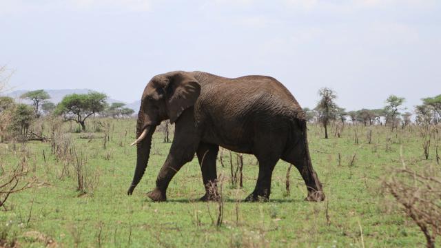 An elephant walking across a green savanna dotted with acacia trees, under a pale, hazy sky.
