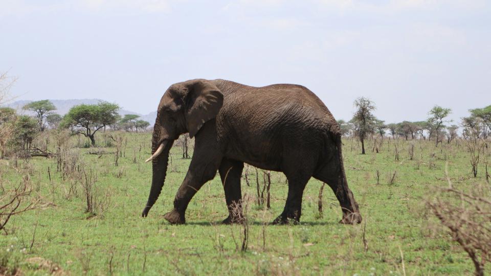An elephant walking across a green savanna dotted with acacia trees, under a pale, hazy sky.
