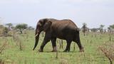 An elephant walking across a green savanna dotted with acacia trees, under a pale, hazy sky.

