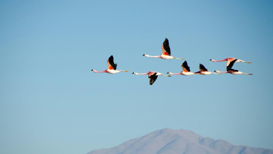 Joining the R Community