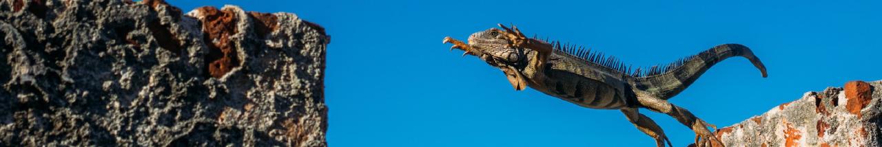 RStudio Internships 2020 Preview