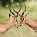 conflicted: a new approach to resolving ambiguity