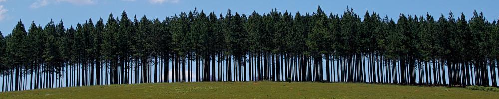 Parallel processing with tune