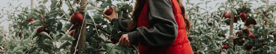 dplyr 1.1.0: `pick()`, `reframe()`, and `arrange()`