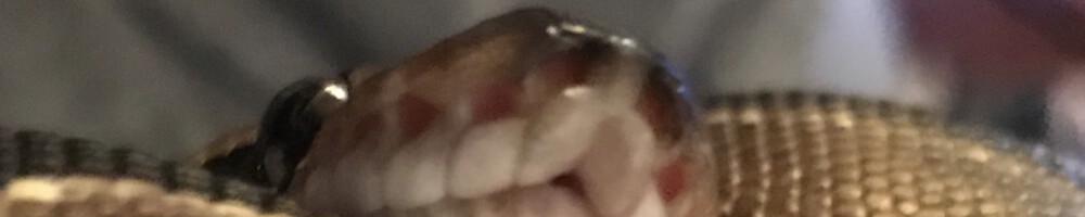 Python Open-Source Developer