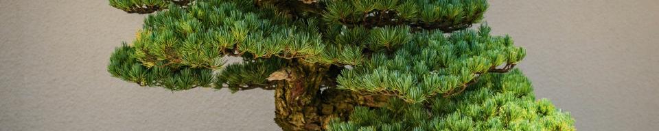 yaml12: YAML 1.2 for R and Python